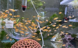 Platies fish for sale: Small platys for sale £1 each in Bromley - Image 3