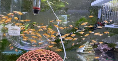 Platies fish in Bromley - Advert 2