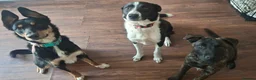 Border Collie dogs for sale: Murphy  in Swansea - Advert 15