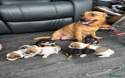 Pomchi dogs for sale: Pomchi puppies - Image 17