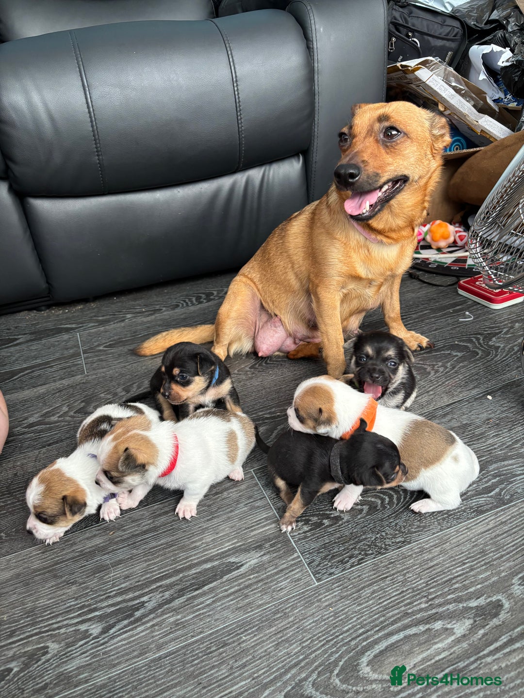 Pomchi dogs for sale: Pomchi puppies - Image 17