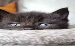 Mixed Breed cats for sale: Beautiful kittens - Image 1