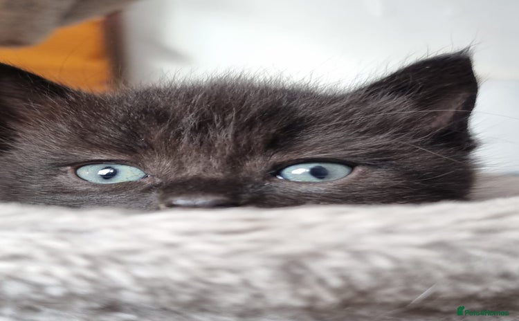 Mixed Breed cats - Advert 11