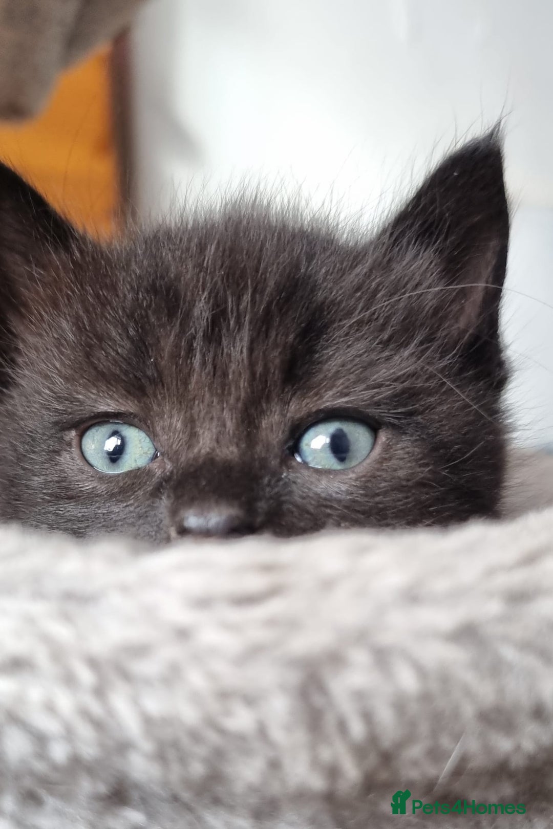 Mixed Breed cats for sale: Beautiful kittens - Image 1