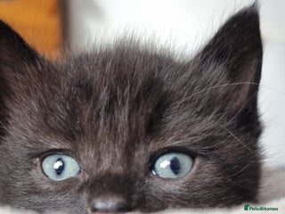 Mixed Breed cats - Advert 9