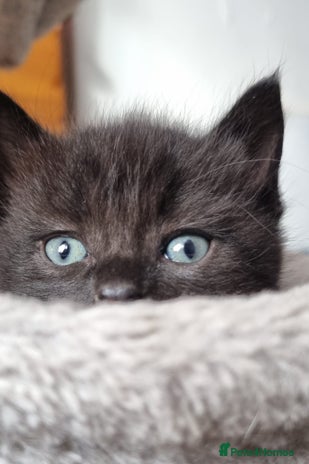 Mixed Breed cats - Advert 6