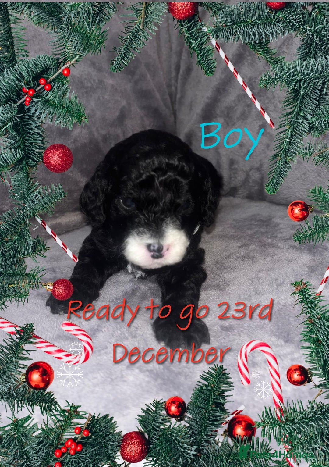 Cavapoochon dogs for sale: 🌟 Ready to leave 23rd Dec F1b cavapoochon puppies - Advert 28