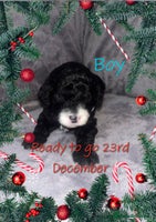 Cavapoochon dogs 🌟 Stunning F1B Cavapoochon puppies available now - Advert 13
