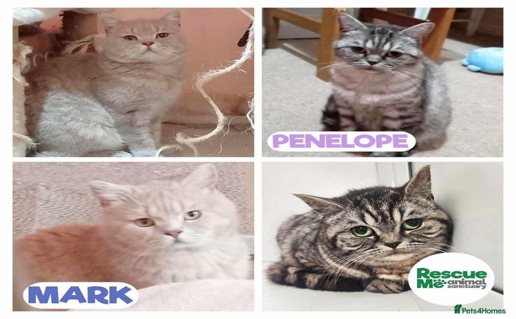 British Shorthair cats - Advert 5