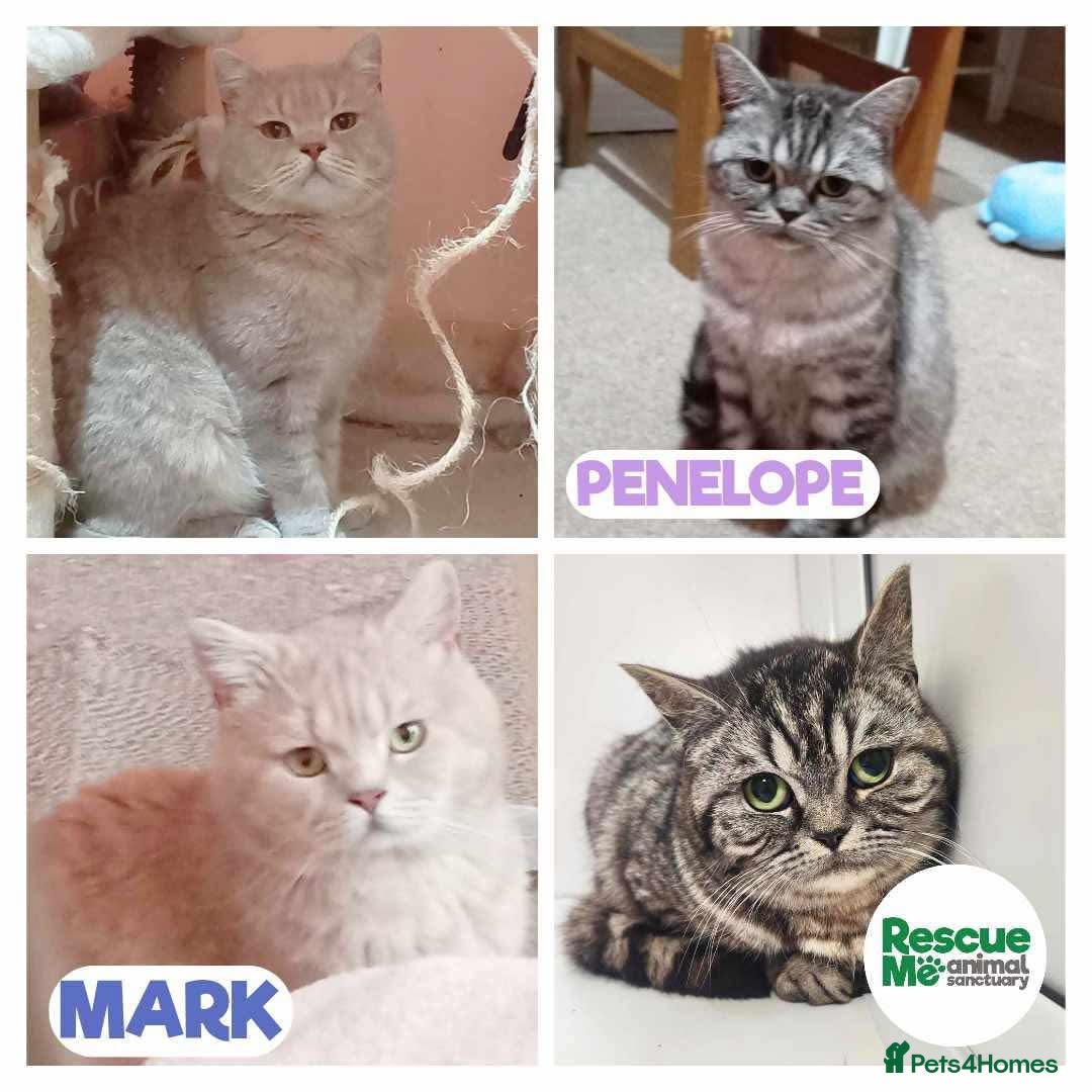 British Shorthair cats for adoption: Mark & Penelope  - Image 1