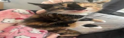 Mixed Breed cats for sale: 4 Kittens for sale in Corsham - Advert 9