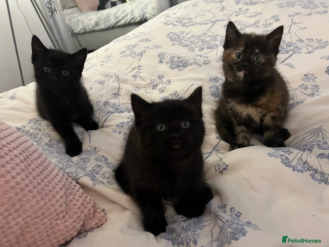 Siamese cats for sale: Siamese mixed kittens  - Advert 2