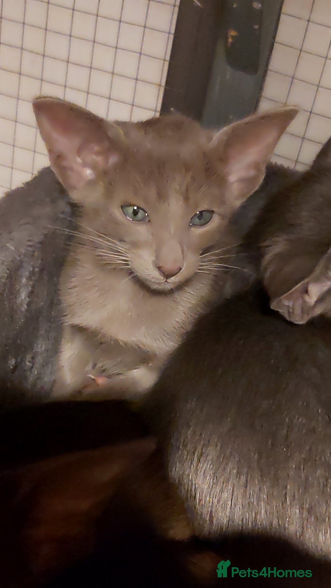 Oriental cats for sale: Full Pedigree Oriental 1 Kitten XL size ears GCCF - Advert 16