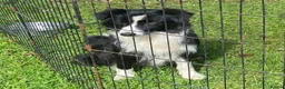 Border Collie dogs for sale: Classic Long Coated B&W Border Collie Girl Pups - Advert 5