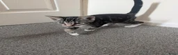 Mixed Breed cats for sale: Female kitten  - Advert 4