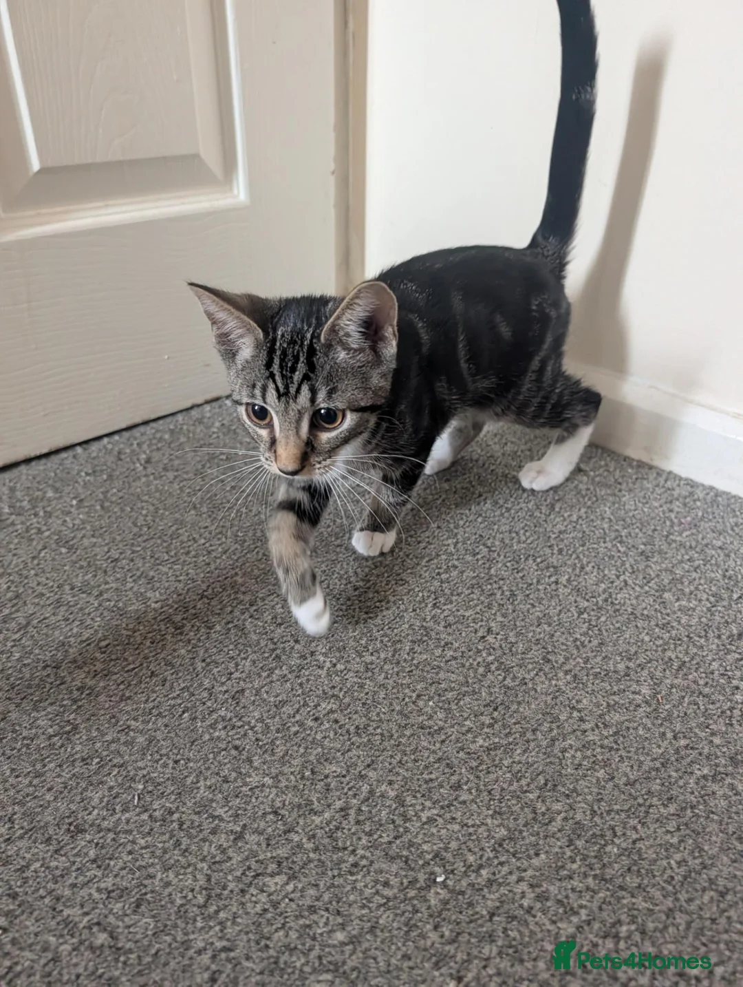 Mixed Breed cats for sale: Female kitten  - Advert 4