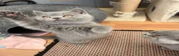 British Shorthair cats for sale: Pedigree British Shorthair kittens ready to leave  - Advert 13