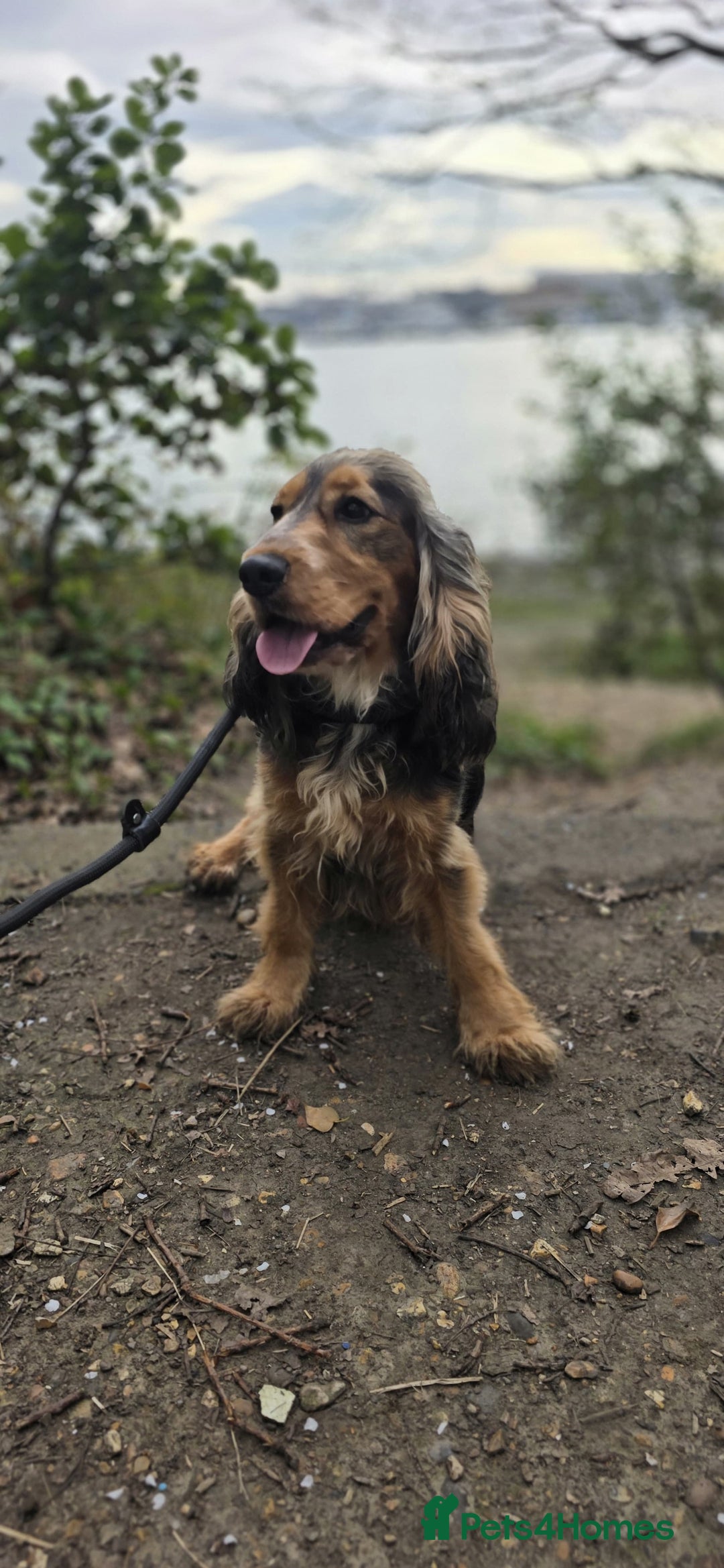 Cocker Spaniel dogs for sale: Rehoming our loving show cocker spaniel  - Image 1