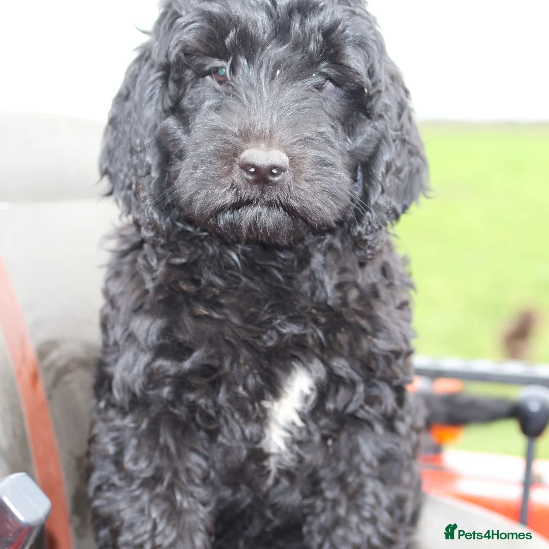 Double Doodle dogs for sale: 🌈Fully vaccinated and ready to meet the world 🌈 - Advert 2