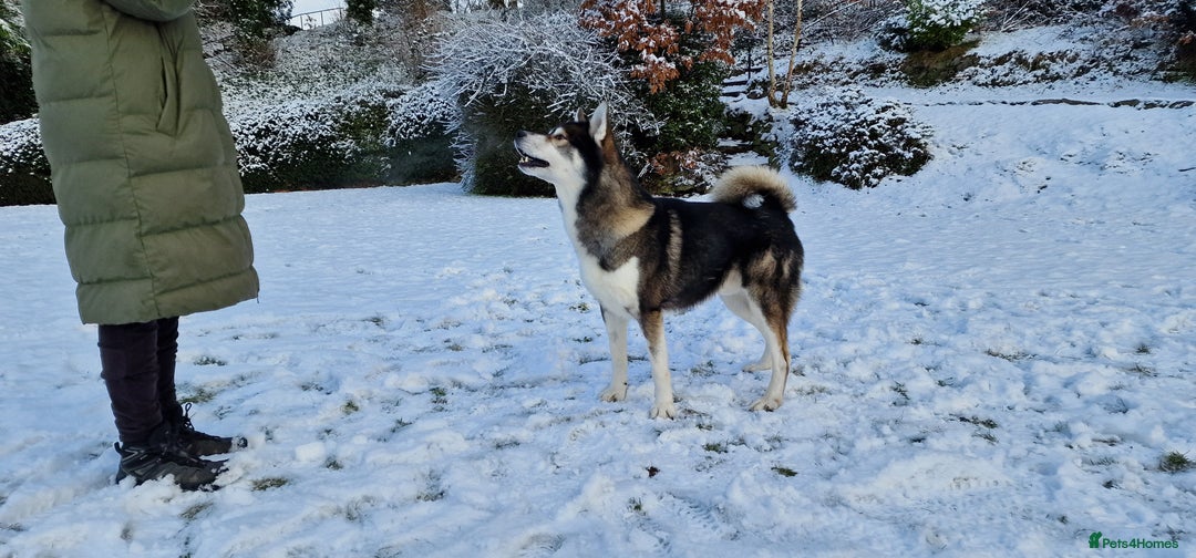 Huskita dogs for stud: Handsome Booboo in Stockport - Image 9