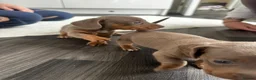 Miniature Dachshund dogs for sale: Kc Mini dachshund puppy’s  READY To LEAVE🐶🐶🐶 - Advert 24