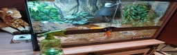 Gecko reptiles for sale: African fat tail gecko plus full set up in Poole - Advert 4