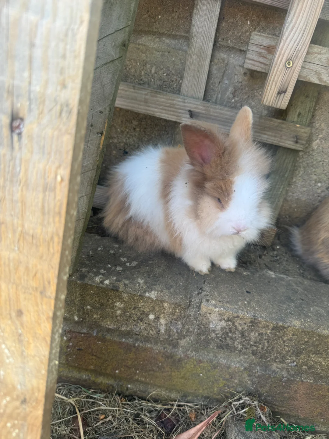Mini Lion Lop rabbits for sale:   5 Mini Lion x lops - Advert 11