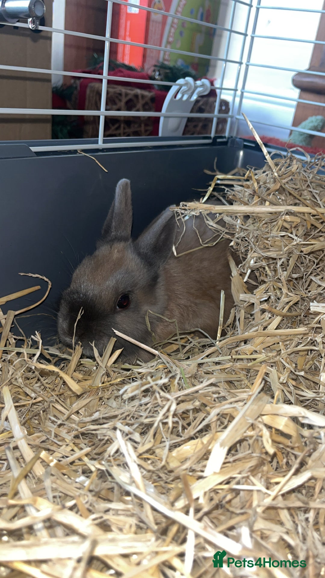 Netherland Dwarf rabbits for sale: 2 Male Netherlands dwarf rabbits  - Advert 3