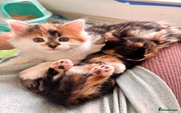 Mixed Breed cats for sale: 5 perfect kittens available  - Image 4