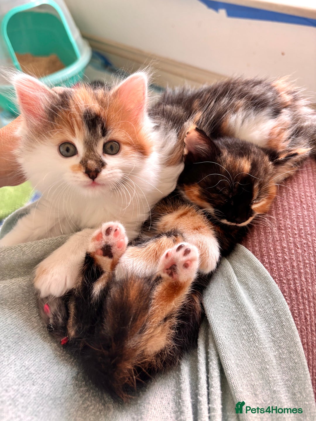 Mixed Breed cats for sale: 5 perfect kittens available  - Image 4