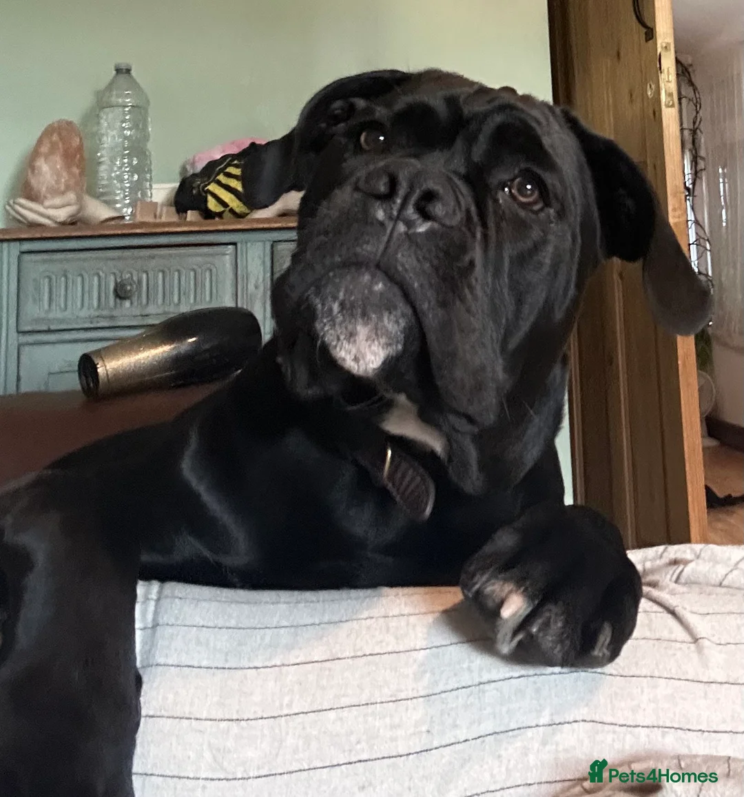 Cane Corso dogs for sale: Zeus  - Advert 10