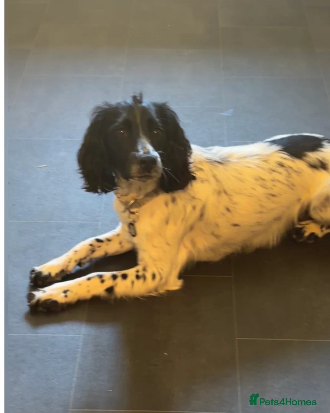 Cocker Spaniel dogs for sale: Simba 1 year old male cocker spaniel - Advert 7