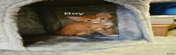 Mixed Breed cats for sale: Kittens tobby  - Advert 4