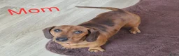 Miniature Dachshund dogs for sale: 🐕🐕6 adorable miniature dashund puppies 🐕🐕 - Advert 15