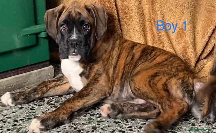 Boxer dogs - Advert 2