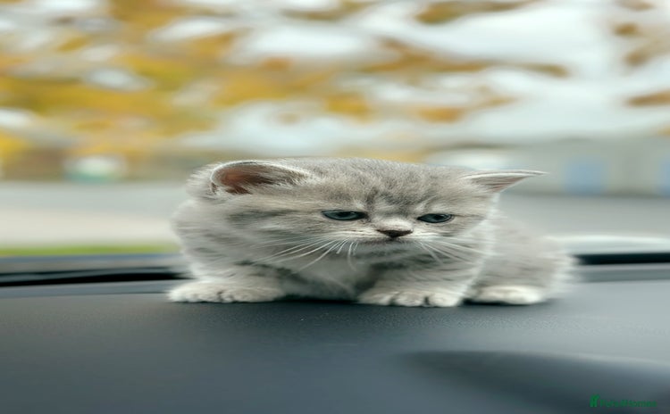 British Shorthair cats British Shorthair kittens  - Advert 3