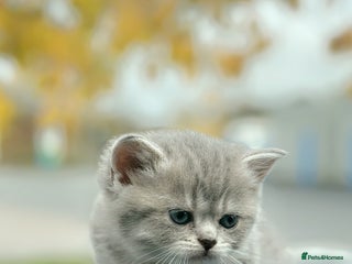 British Shorthair cats British Shorthair kittens - Advert 14