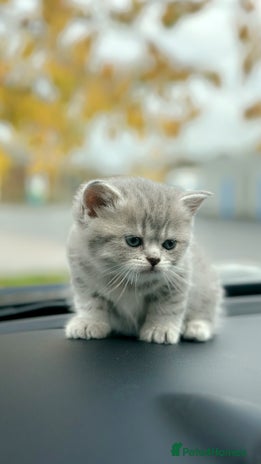 British Shorthair cats British Shorthair kittens - Advert 3