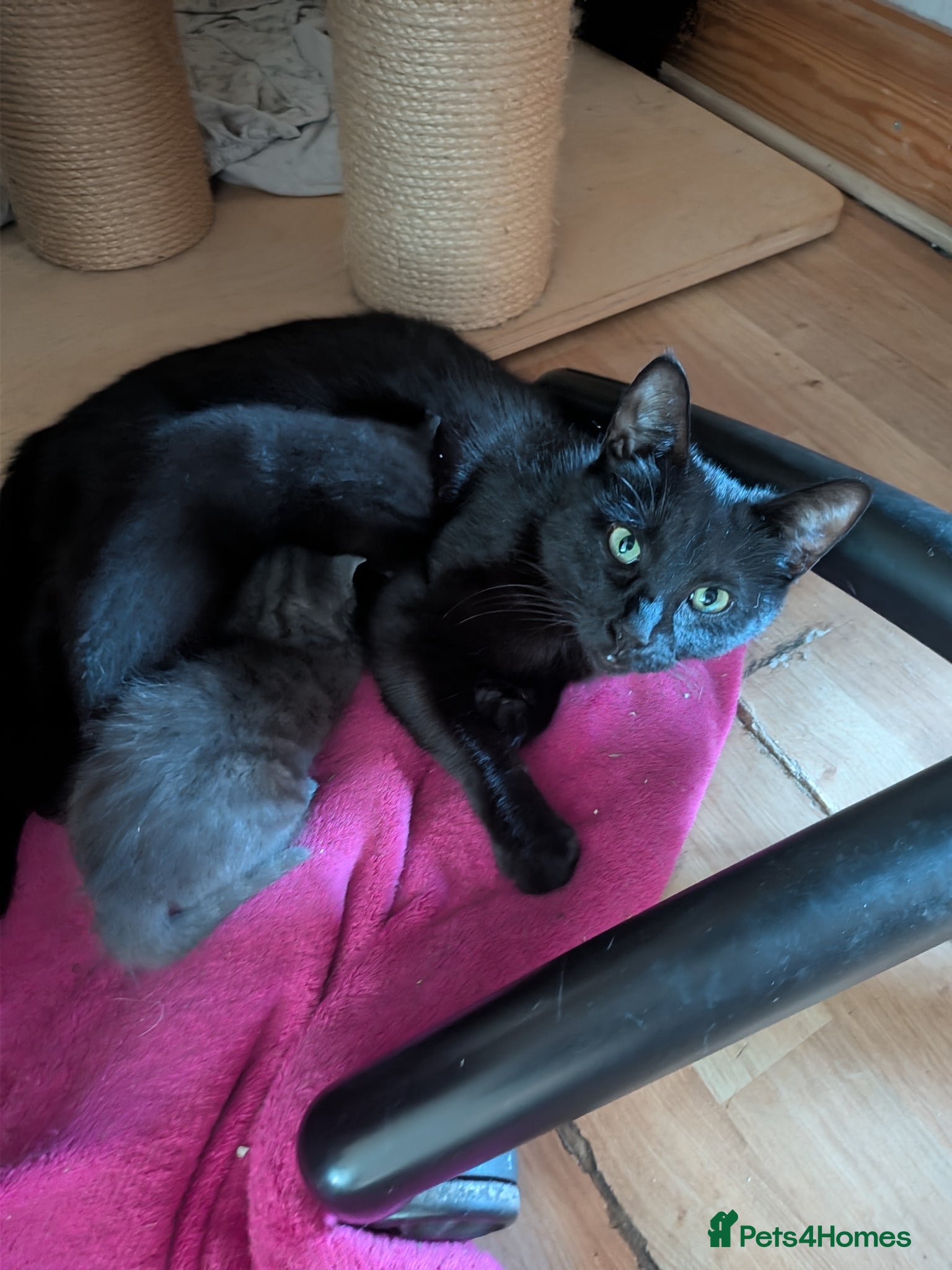British Shorthair cats for sale: Kittens for sale in Kettering - Advert 1