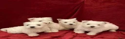 West Highland Terrier dogs for sale: STUNNING WESTIE PUPPIES READY in Oldham - Advert 2