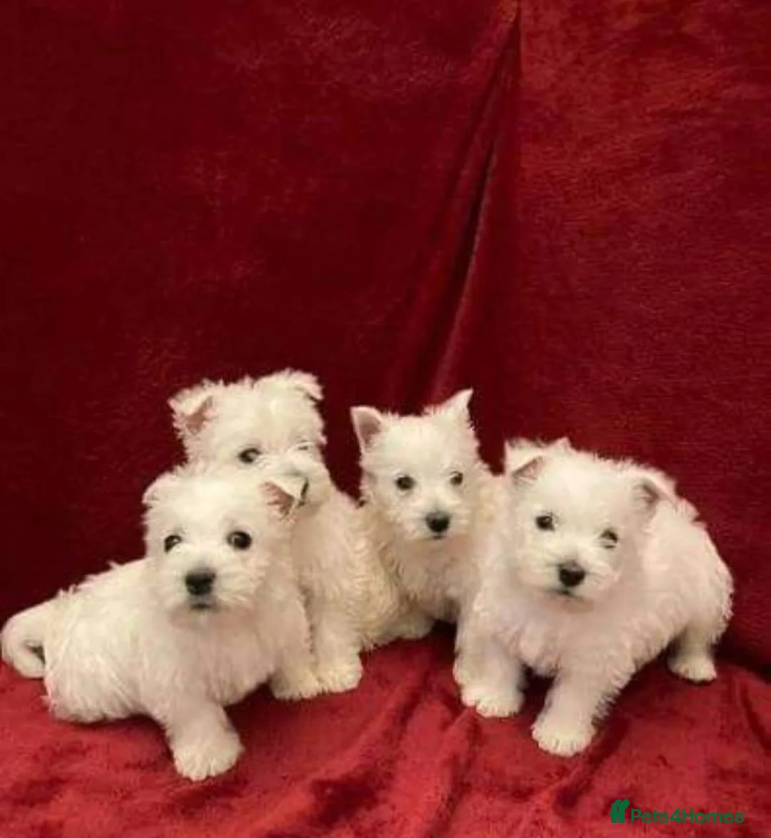 West Highland Terrier dogs for sale: STUNNING WESTIE PUPPIES READY in Oldham - Advert 2