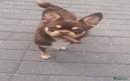 Mixed Breed dogs for sale: Tiny Female 3/4 Chihuahua - Image 1