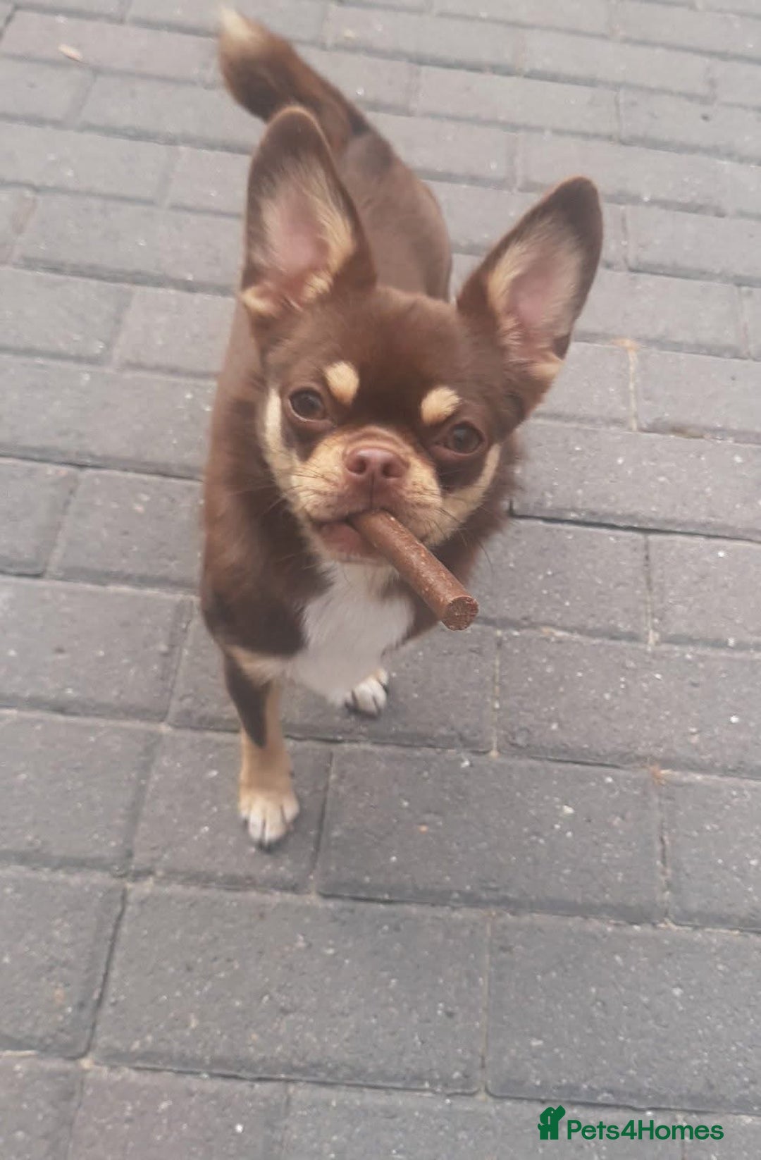Mixed Breed dogs for sale: Tiny Female 3/4 Chihuahua - Image 1