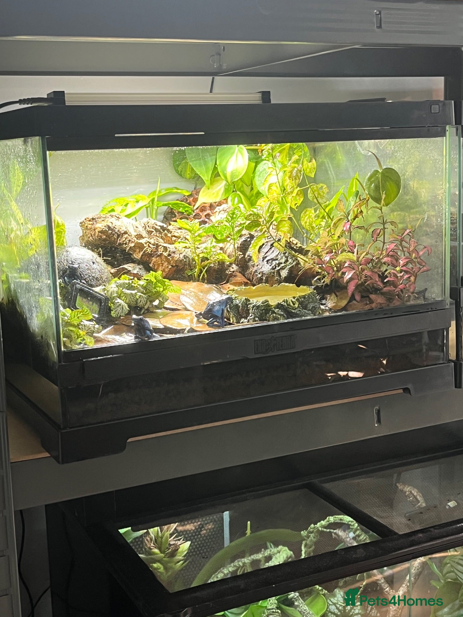 Gecko reptiles Dart Frog exo terra pro  - Advert 2