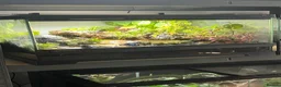 Gecko reptiles for sale: Dart Frog exo terra pro  - Advert 2