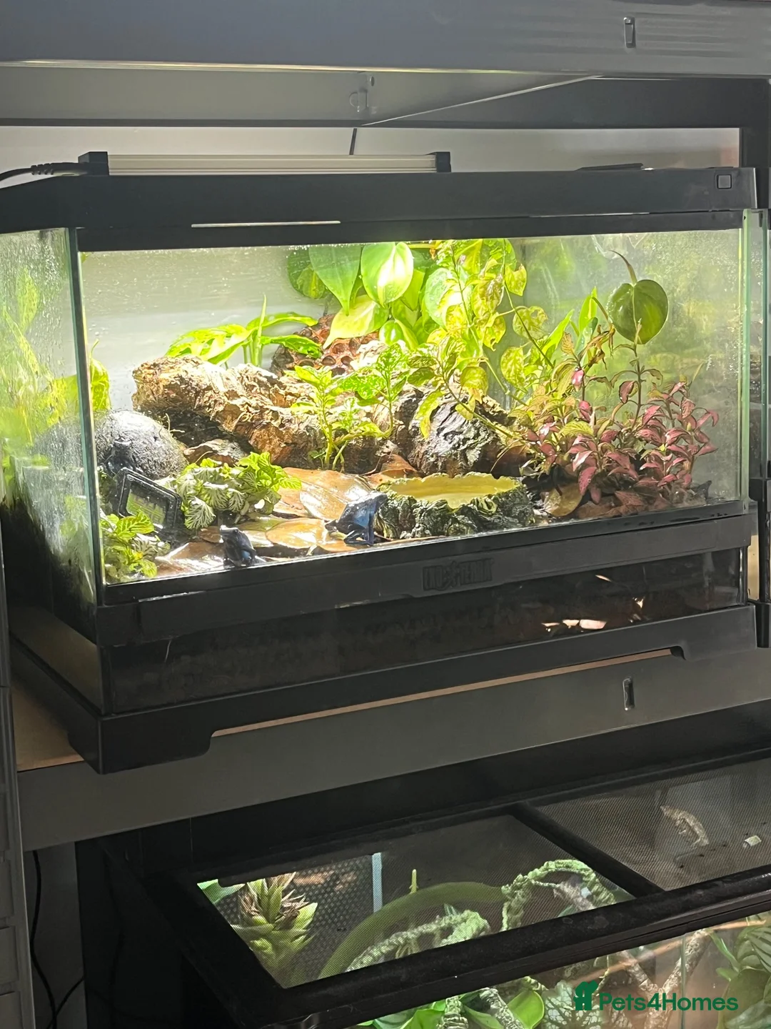Gecko reptiles for sale: Dart Frog exo terra pro  - Advert 2