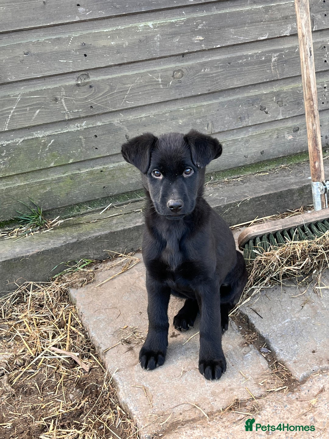 Labrador Retriever dogs for sale: Last incredible little girl  - Advert 1