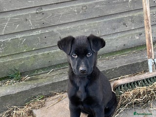 Labrador Retriever dogs Last incredible little girl - Advert 6