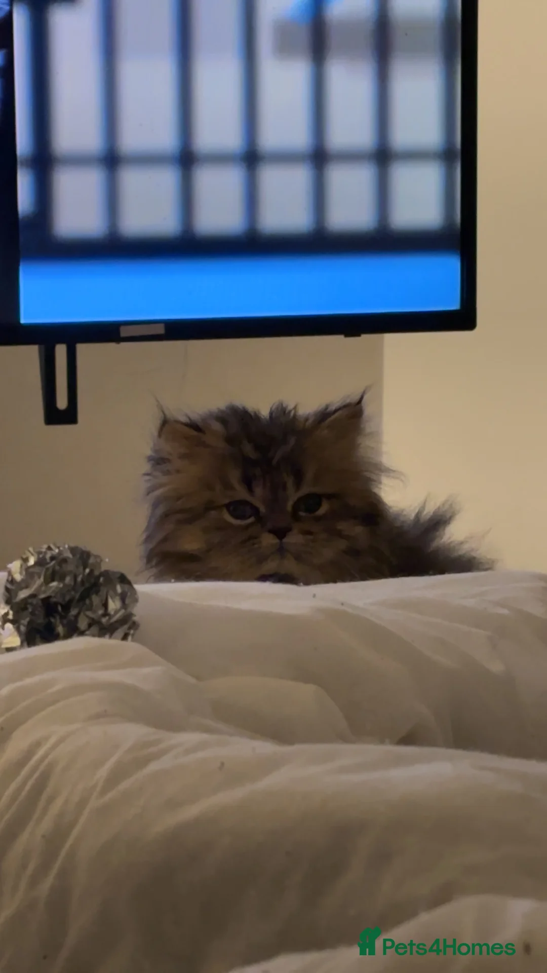 Persian cats for sale: One sweet Persian boy for sale/needing new home. - Advert 3