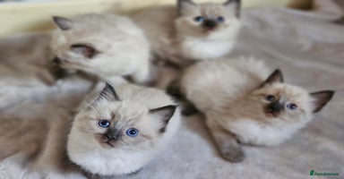 Ragdoll cats - Advert 15